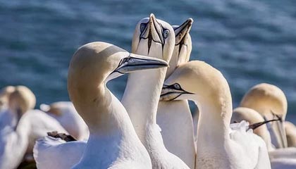 2026国际足联世界杯-太极拳爱好者可线上参与国际大赛|中国武术协会|武术|报名|投票|比赛_新浪体育_新浪新闻