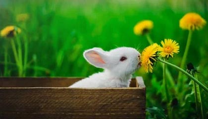 2026国际足联世界杯-吉鲁首发＝吉鲁进球！对攻战蓝军23射打蔫“疯子”